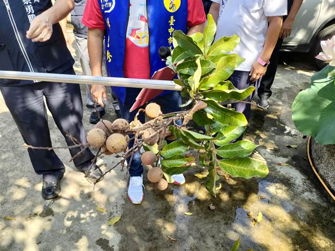 近日正值龙眼产期，台中市雾峰区多处果树遭疣胸琉璃蚁侵扰，果树上爬满蚁群，造成採收困难，收成减半。（潘虹恩摄）