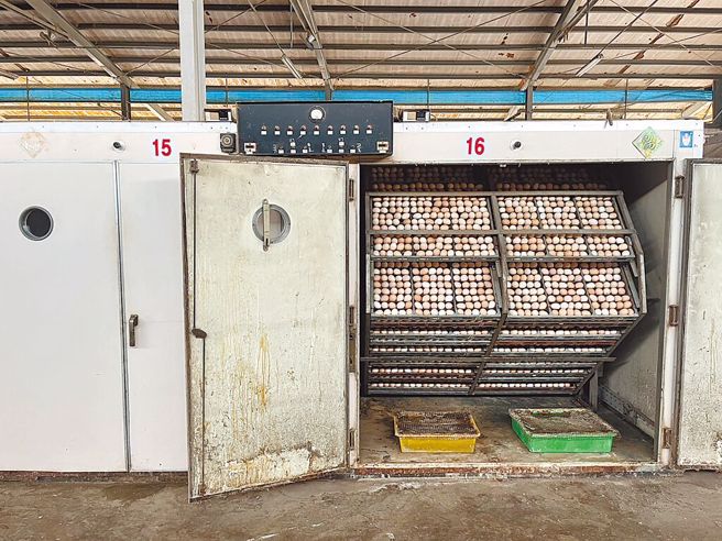 蔡男后来因要不到钱，竟暂时关闭畜牧场孵蛋机，导致1万只种鸡死亡。（嘉义地检署提供）