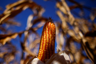 巴西超越美國   成為世界最大玉米出口國