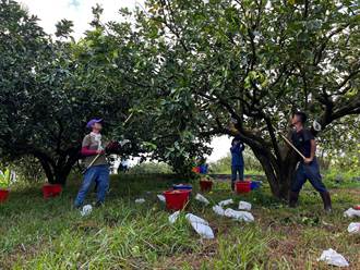 花蓮鼓勵柚農參加外銷提升價值 祭獎勵補助每公斤1元 