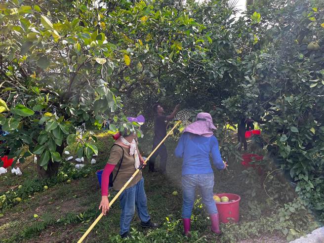 花蓮縣瑞穗鄉是全台文旦柚重要產區之一，今年總產量約2萬公噸，堪稱大豐收，隨颱風上月底相繼而來，農友趕緊搶收，目前已採收4成5。（羅亦晽攝）