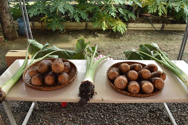 苗栗县公馆乡中义村金色三宝中的芋头已接近产期。（谢明俊摄）
