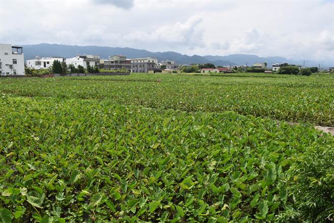 苗栗县公馆乡中义村金色三宝中的芋头是用姐妹泉灌溉长成的。（谢明俊摄）