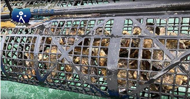 篮式养殖系统让生蚝随着海流翻动，防止藤壶或藻类附着，且肉质与大小比一般牡蛎更佳。（探索水产科技提供／朱世凯台北传真）