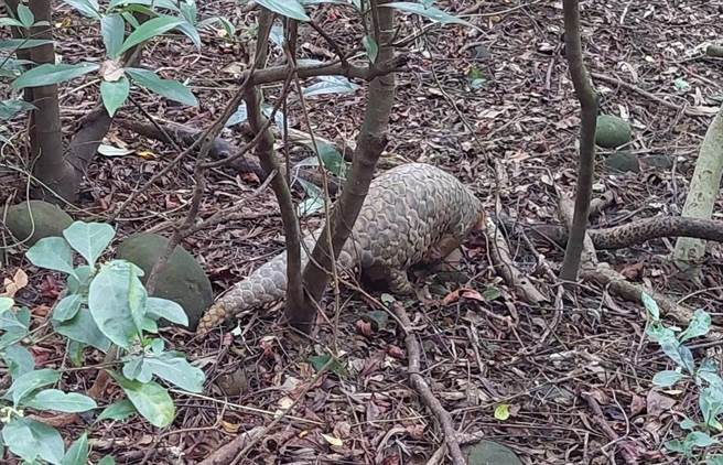 在竹科附近逛大街的穿山甲，经评估符合野放标准，已由产发处生态保育科寻找适合地点野放。（新竹市政府提供／陈育贤新竹传真）