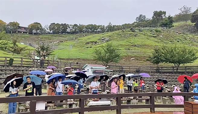 清境农场上午约50人不畏风雨入园观赏绵羊秀，全被农场员工柔性劝离。（清境农场提供／杨静茹南投传真）