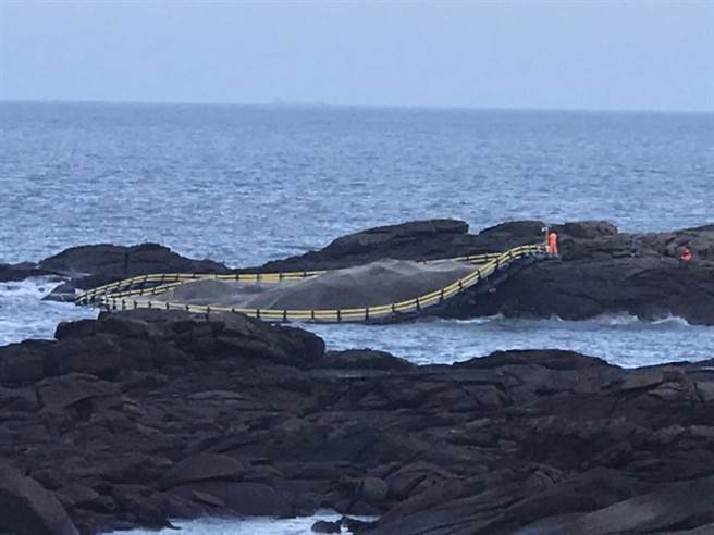 中度颱风海葵来势汹汹，尚未接近金门就把一具直径约35公尺、比篮球场还大的大陆漂流定置箱网，随着大浪吹到金门峰上岸际。（民眾提供）