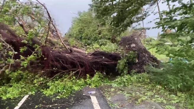 台9线宾朗路段的路树以及电线杆倒。（蔡旻妤摄）