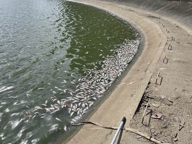 桃园市八德西坡埤塘经常出现大量死鱼。（民眾提供／陈梦茹桃园传真）