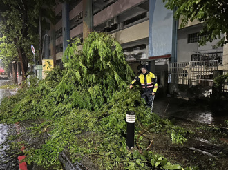 海葵颱風襲台！路樹不敵強風倒塌 鼓山警民合作排除路障