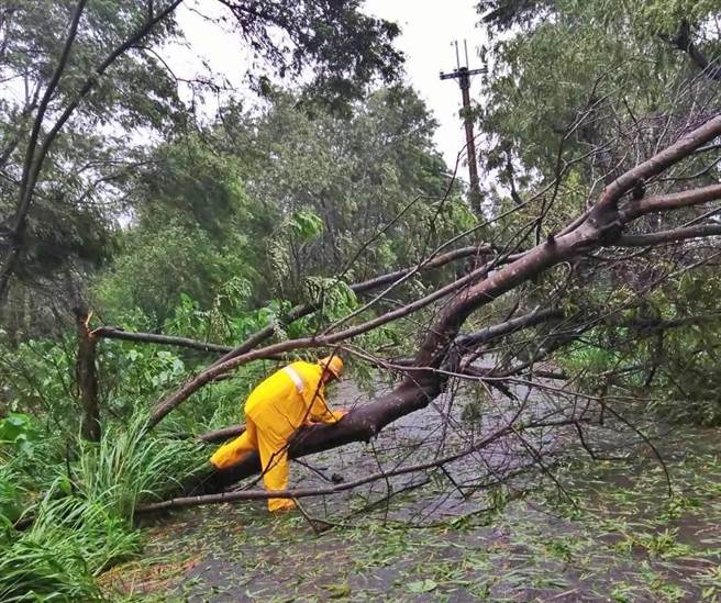 高雄大社區嘉誠路因颱風風勢過大，發生樹竹壓線，台電員工到場做斷線復舊。（台電提供／林瑞益高雄傳真）