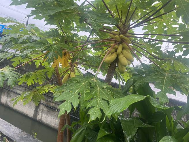 八旬老翁颱风天行窃，被偷黄金木瓜价值不斐。(警方提供)