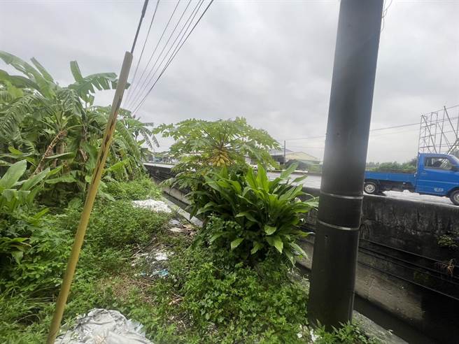 八旬老翁颱风天行窃，被偷黄金木瓜价值不斐。(警方提供)