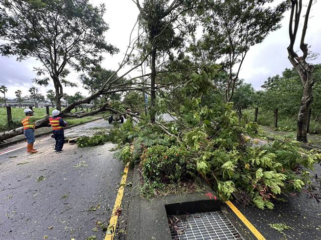 海葵颱风来袭，归仁区高铁台南站附近路树横倒影响交通。（洪荣志摄）