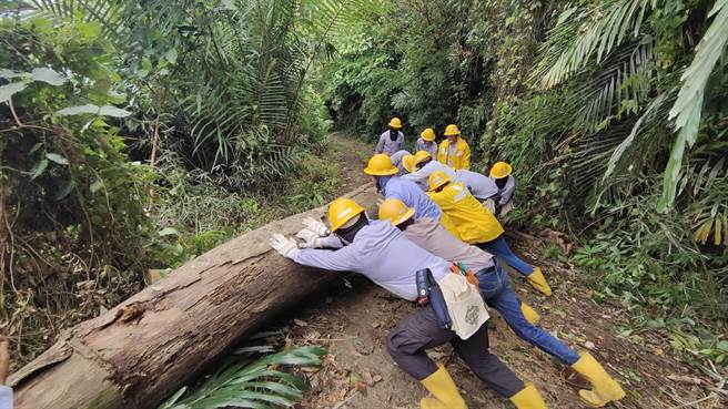海葵颱风，台电人员通力移除倒断大树及线路復旧。（新营营业处提供／张毓翎台南传真）