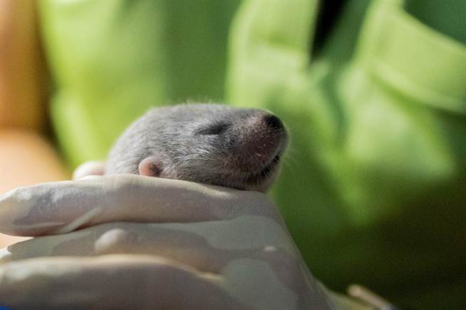 台北市立动物园雌性欧亚水獭「金萌」今年7月与雄性欧亚水獭「浯优」诞下2只宝宝。（动物园提供／蔡佩珈台北传真）