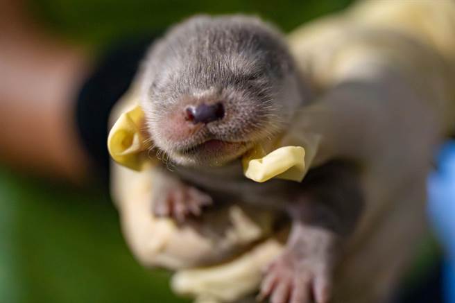台北市立动物园雌性欧亚水獭「金萌」今年7月与雄性欧亚水獭「浯优」诞下2只宝宝。（动物园提供／蔡佩珈台北传真）