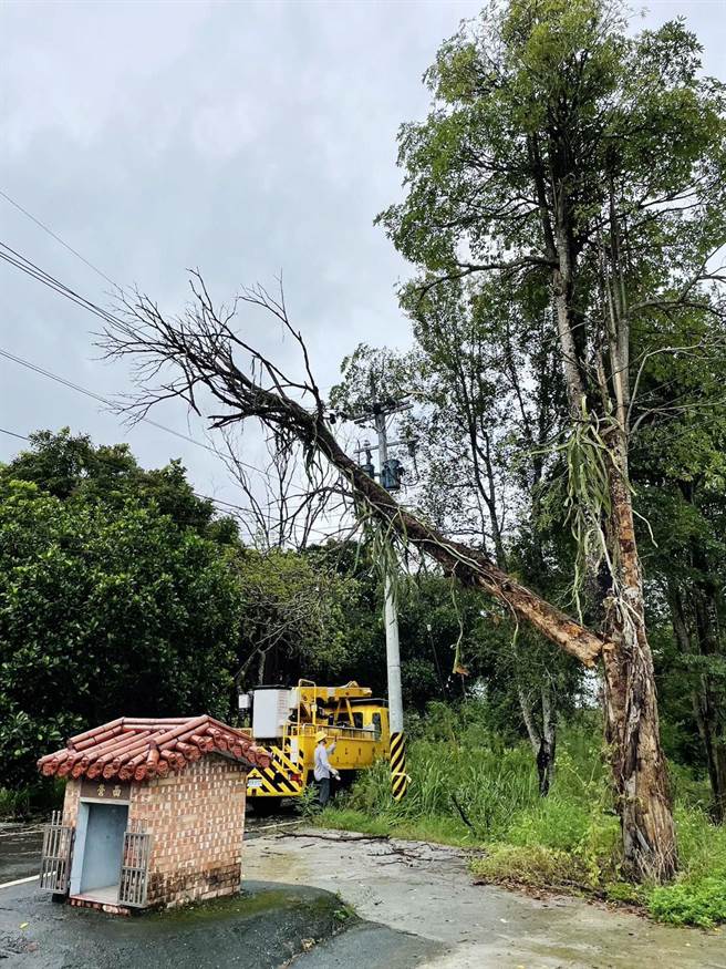 山区因树木倒塌压断电线导致停电事故。（台电嘉义区处提供∕吕妍庭嘉义传真）