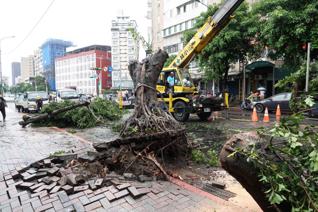 受海葵颱風及其外圍環流影響，台灣風雨持續，路樹被連根拔起。(黃世麒攝)
