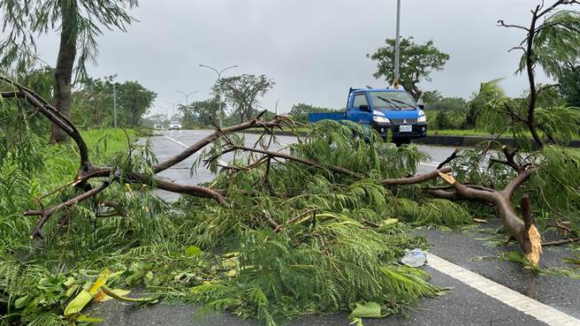 海葵颱風挾強風暴雨侵襲，台東市區淺根性路樹倒塌災情慘重，台東市公所將慎思復栽樹種。（蕭嘉蕙攝）
