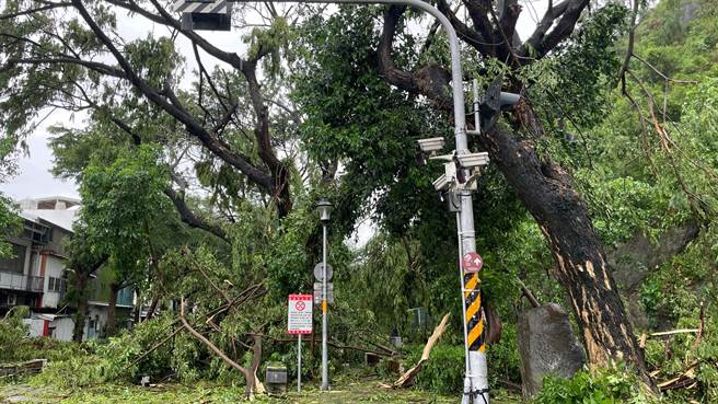台東市區倒樹多為小葉欖仁、黑板樹等淺根性樹種，雖樹齡高達20年以上，但抓地力不足易風倒。（蕭嘉蕙攝）
