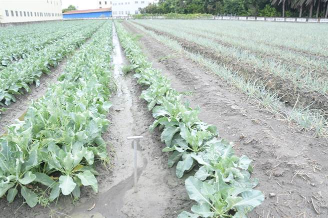 海葵颱风挟带强风豪雨于台东县东河乡登陆，不过今早已由中颱转轻颱，彰化无明显风雨民眾爽放颱风假，但不少农民「皮皮剉」，担心是暴风雨前的寧静。（彰化县政府提供／吴建辉彰化传真）