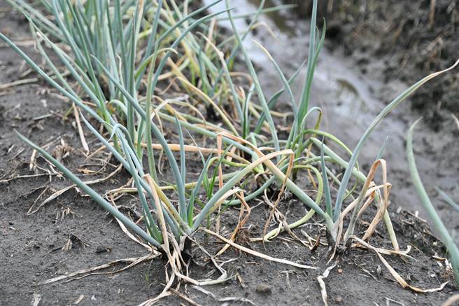农民反映，前阵子间歇性豪大雨及近期的颱风效应，已经让很多蔬菜受损，价格波动很大，有些菜价呈现倍数上涨，有的从一斤50元变一斤100元。（彰化县政府提供／吴建辉彰化传真）