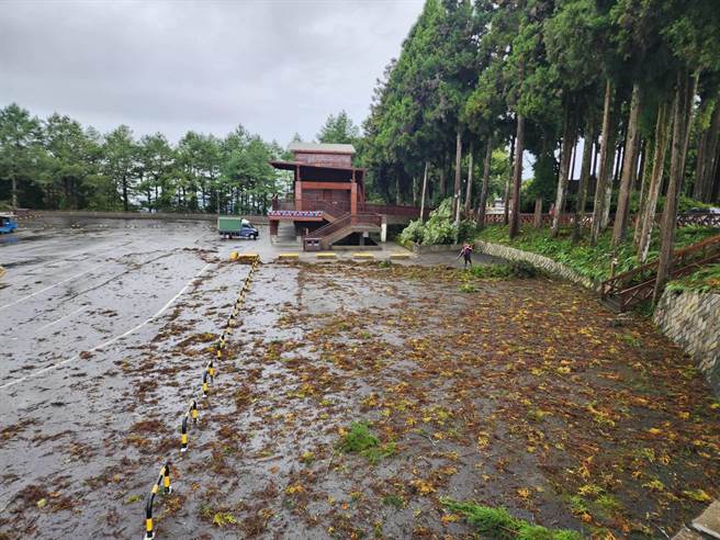 受海葵颱风影响，阿里山国家森林游乐区内林木枝叶遭风雨打落。（林业署嘉义分署提供∕吕妍庭嘉义传真）