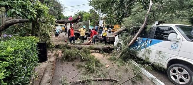 竹南鎮熱門景點假日之森發生路樹倒塌事件。（竹南鎮公所提供／李京昇苗栗傳真）