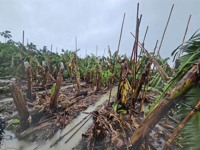 香蕉受损。(屏县府提供)