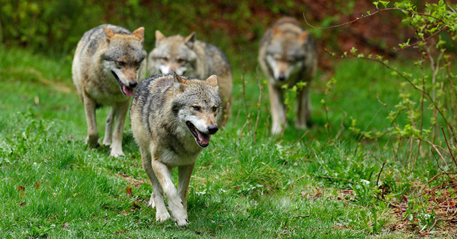 狼群在歐洲數量增加，可能要修改保育層級。(圖/face)