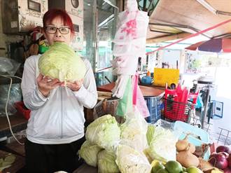 颱風影響菜價飆漲 「菜王」高麗菜要價500元  婆媽直呼：省點吃