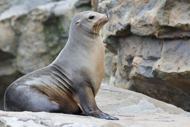 自8月中旬以来，首例发现于阿根廷最南端火地岛，一路沿大西洋往北，圣克鲁斯省（Santa Cruz）、丘布特省（Chubut）、黑河省（Rio Negro），到目前最北端的布宜诺斯艾利斯省（Buenos Aires），至今共通报约莫2百只死亡海狮。(图/shutterstock)
