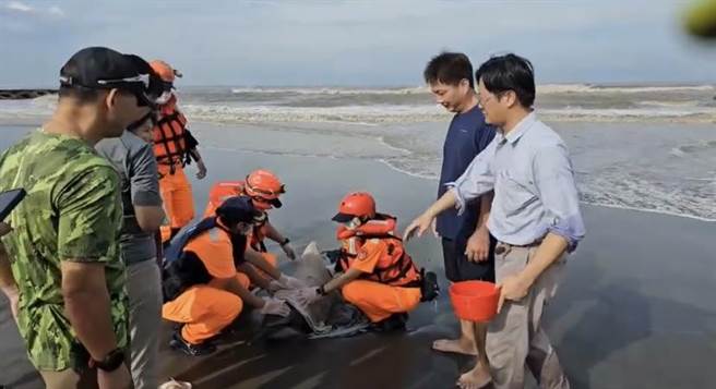 瓶鼻海豚搁浅在黄金海岸沙滩，海巡人员与成大鲸豚研究中心合力救治。（民眾提供／曹婷婷台南传真）