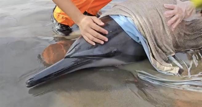 瓶鼻海豚搁浅在沙滩，模样看起来很紧张。（民眾提供／曹婷婷台南传真）