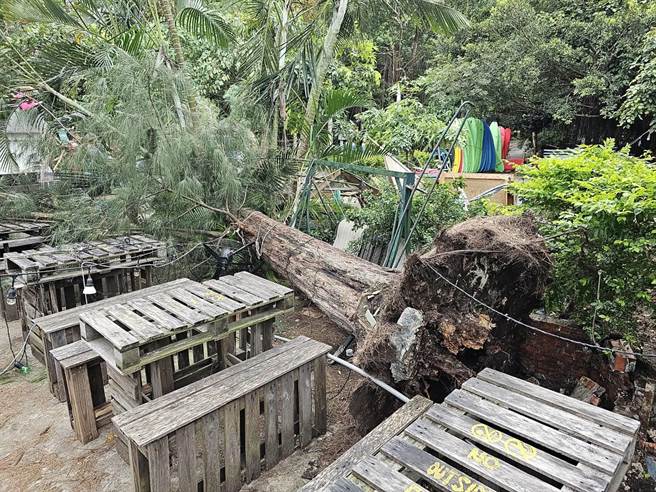 竹南鎮假日之森百年木麻黃樹因根部蛀腐，不堪海葵颱風吹襲倒塌壓毀住戶座車及餐廳桌椅。（讀者提供／謝明俊苗栗傳真）