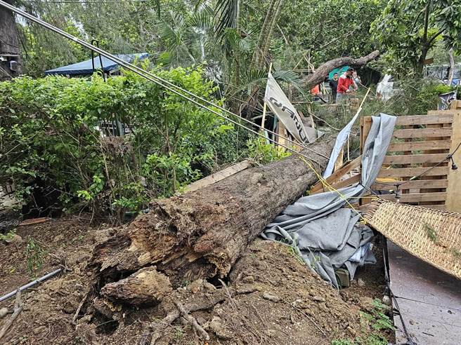竹南鎮假日之森百年木麻黃樹因根部蛀腐，不堪海葵颱風吹襲倒塌壓毀住戶座車及餐廳桌椅。（讀者提供／謝明俊苗栗傳真）