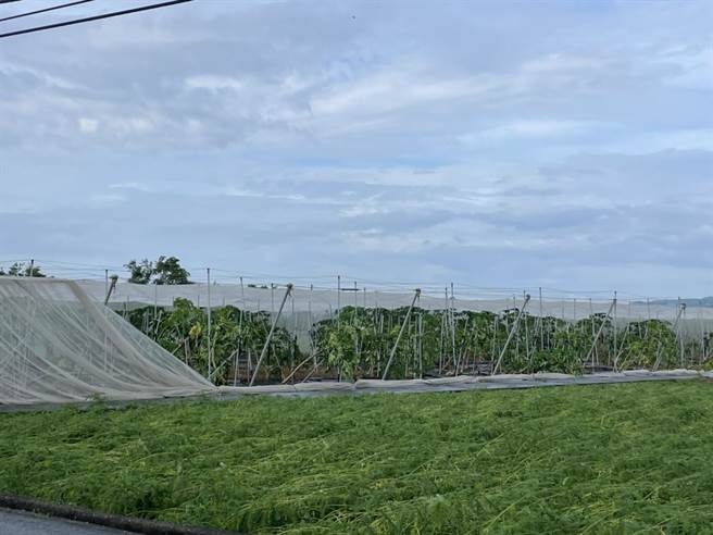 海葵颱风带来强风暴雨，美浓不少木瓜农民的网室设施被吹毁需快速重建。（林雅惠摄）