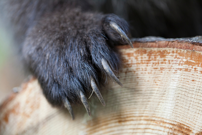 黑熊示意图。（达志影像）
