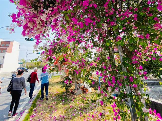 彰化县田中镇梅州街九重葛花墙位于道路旁，赏花民眾拍照时要多注意自身安全。（孙英哲摄）