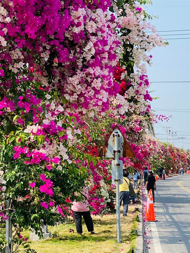 彰化县田中镇梅州街九重葛花墙位于道路旁，赏花民眾拍照时要多注意自身安全。（孙英哲摄）