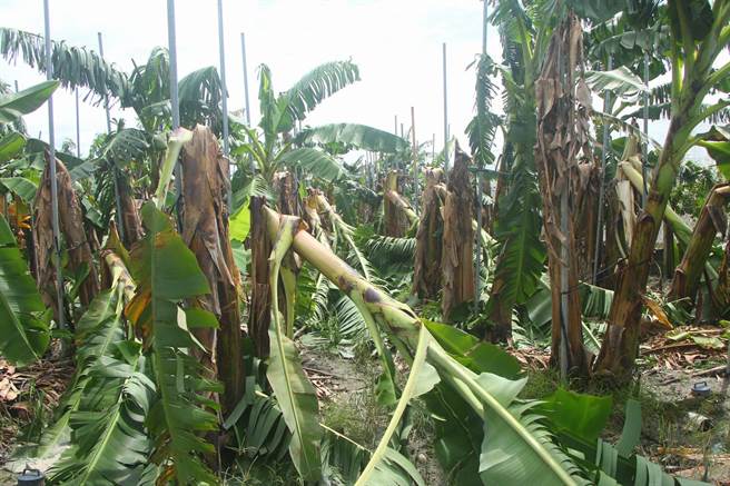 屏东农损严重，初估损失金额已达上亿。(锺佳滨提供)