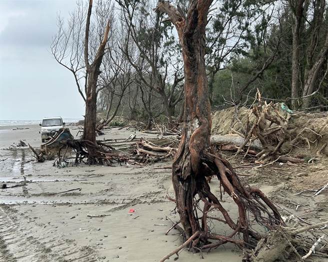 海浪侵蝕淘空保安林木麻黃根部土壤。（林業署嘉義分署提供／張毓翎台南傳真）