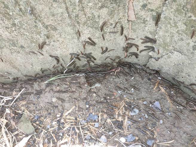 地震前1天，有民眾自家農地突出現大量蟲子，密密麻麻在地上爬行。（民眾提供∕呂妍庭嘉義傳真）