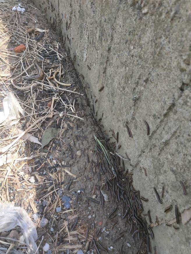 地震前1天，有民眾自家農地突出現大量蟲子，密密麻麻在地上爬行。（民眾提供∕呂妍庭嘉義傳真）