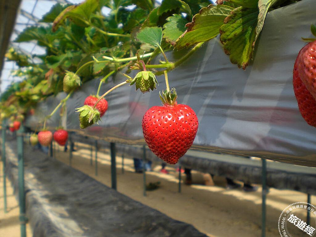 蒲刈恩惠之丘以水耕栽培的鮮甜草莓，架高設計，不用彎下腰就能輕鬆摘採。