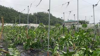 卡努颱風致高雄木瓜損壞 今起開放農友申辦現金救助