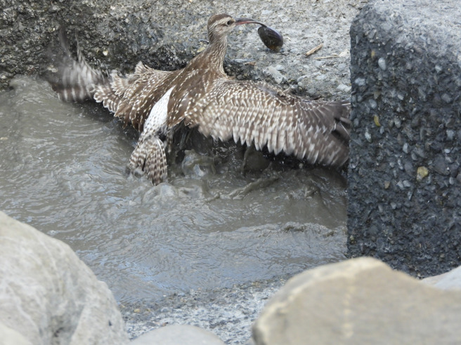 一名国小教师叶志伟到海岸，偶然发现一只中杓鹬的嘴被赤嘴蛤夹住。（图／叶志伟授权提供）