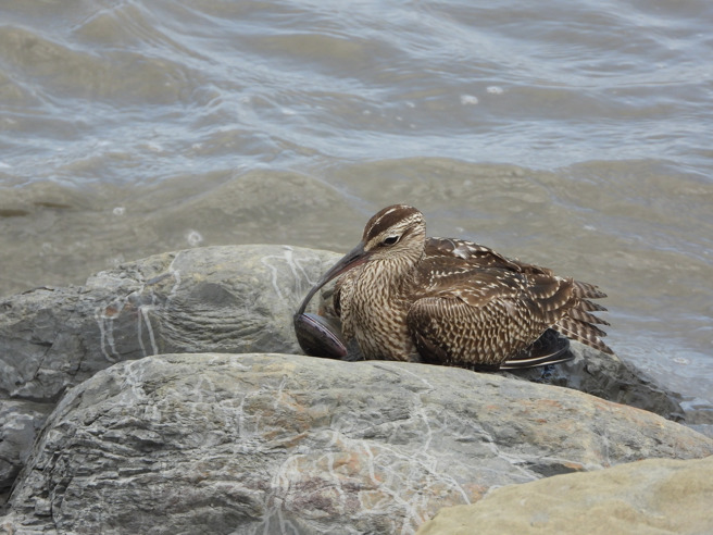 中杓鹬被赤嘴蛤夹住，无法自由飞行。（图／叶志伟授权提供）