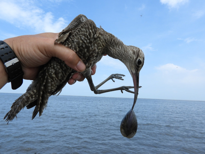 他替中杓鹬解危。（图／叶志伟授权提供）